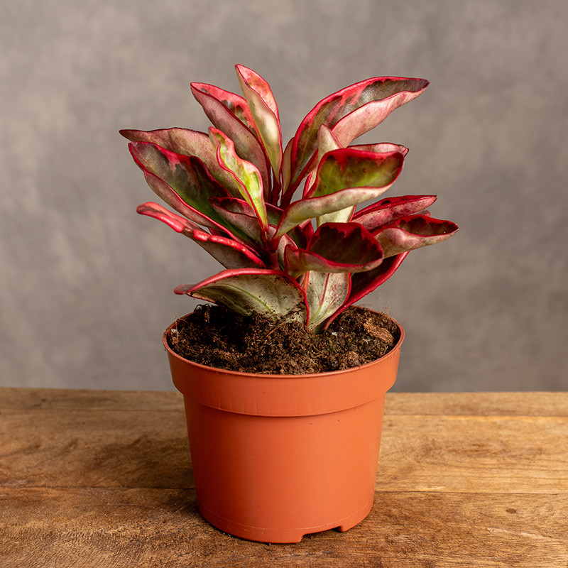 Peperomia 'Jelly' | Mała
