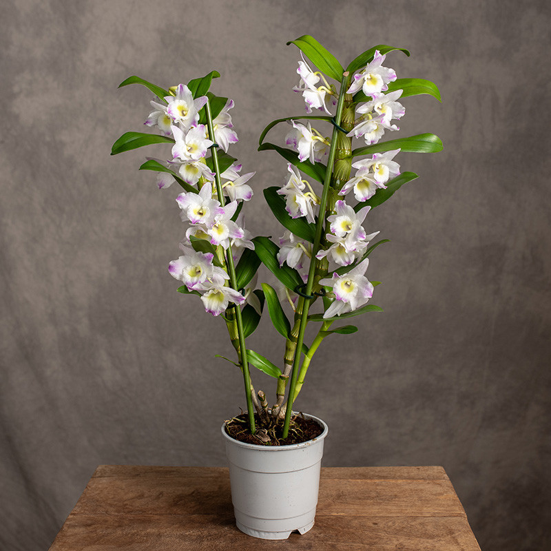 Storczyk Dendrobium 'Spring...