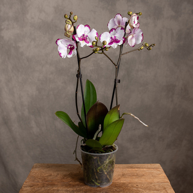 Storczyk biały | Ze wzorem