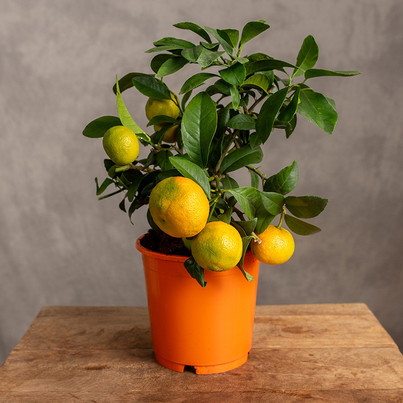 Drzewko cytrusowe | Limeta