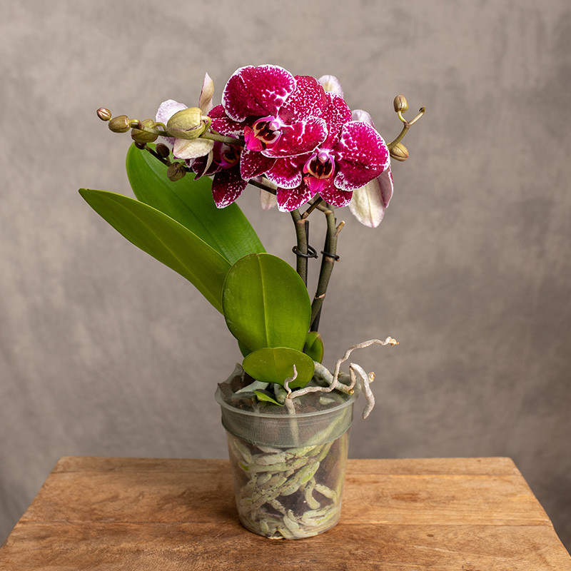 Storczyk 'Spirit Red'