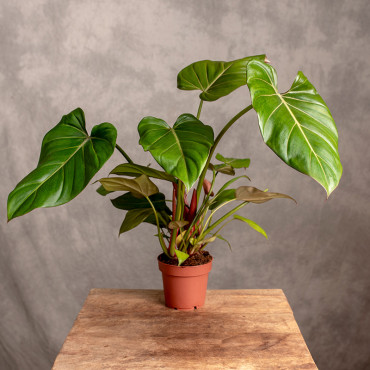 Filodendron 'Summer Glory' | Mały