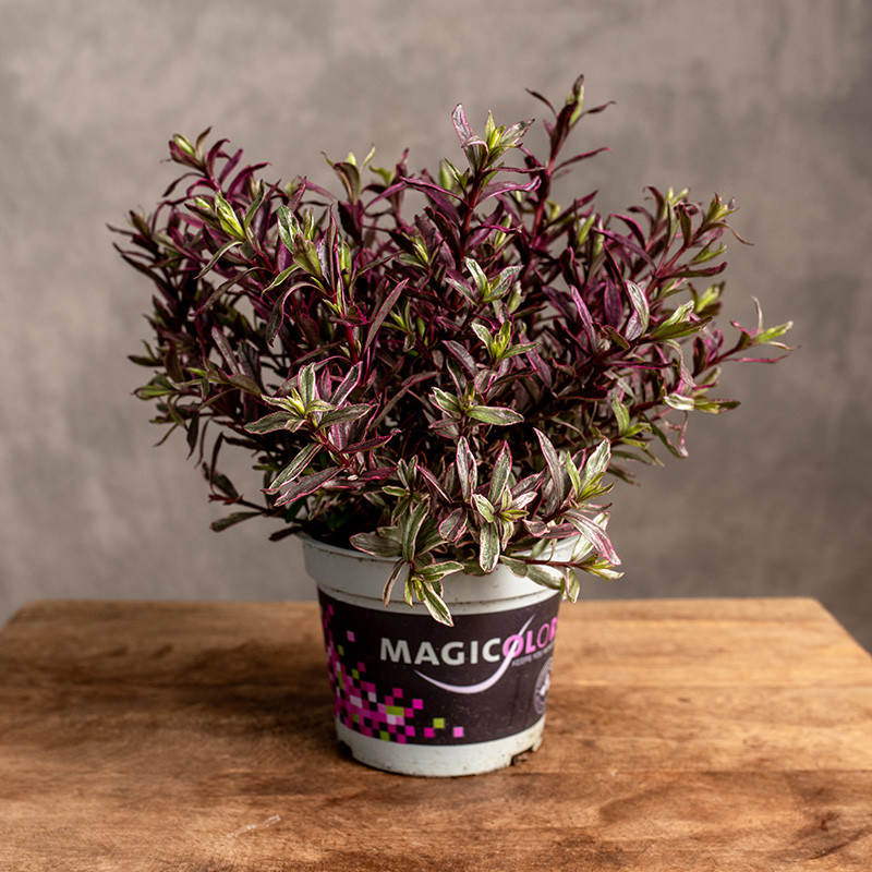 Hebe ‘Black Magic’