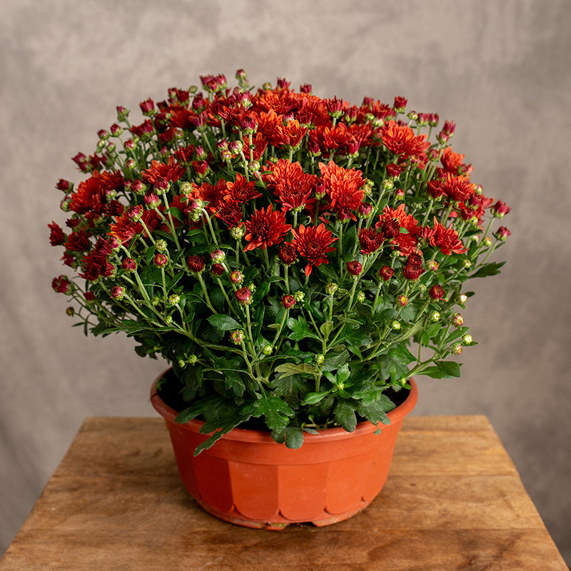 Chryzantema miedziana |...