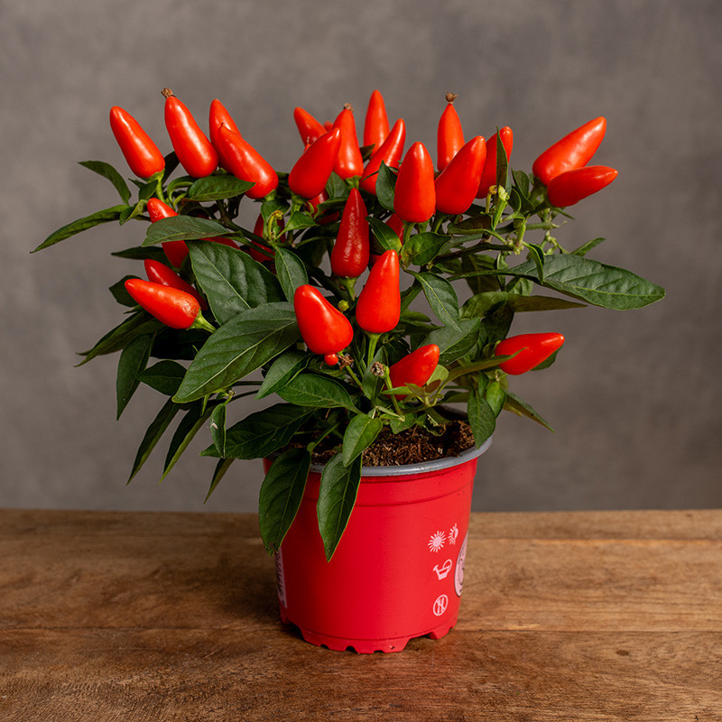 Papryka ozdobna 'Salsa Orange'