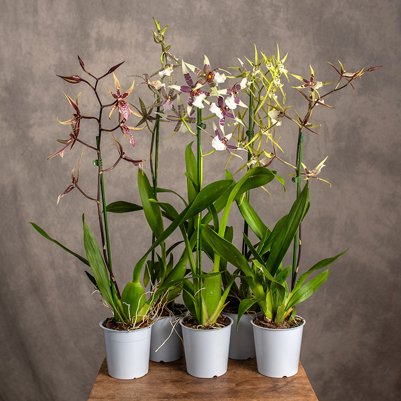 Storczyk 'Brassia' | MIX