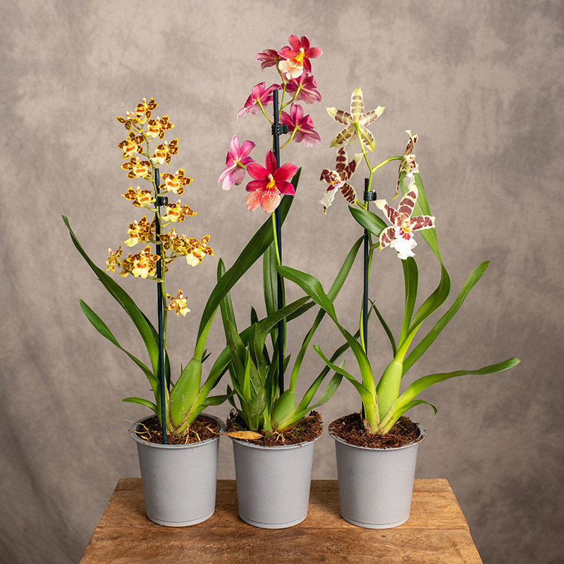 Storczyk Cambria | MIX kolorów