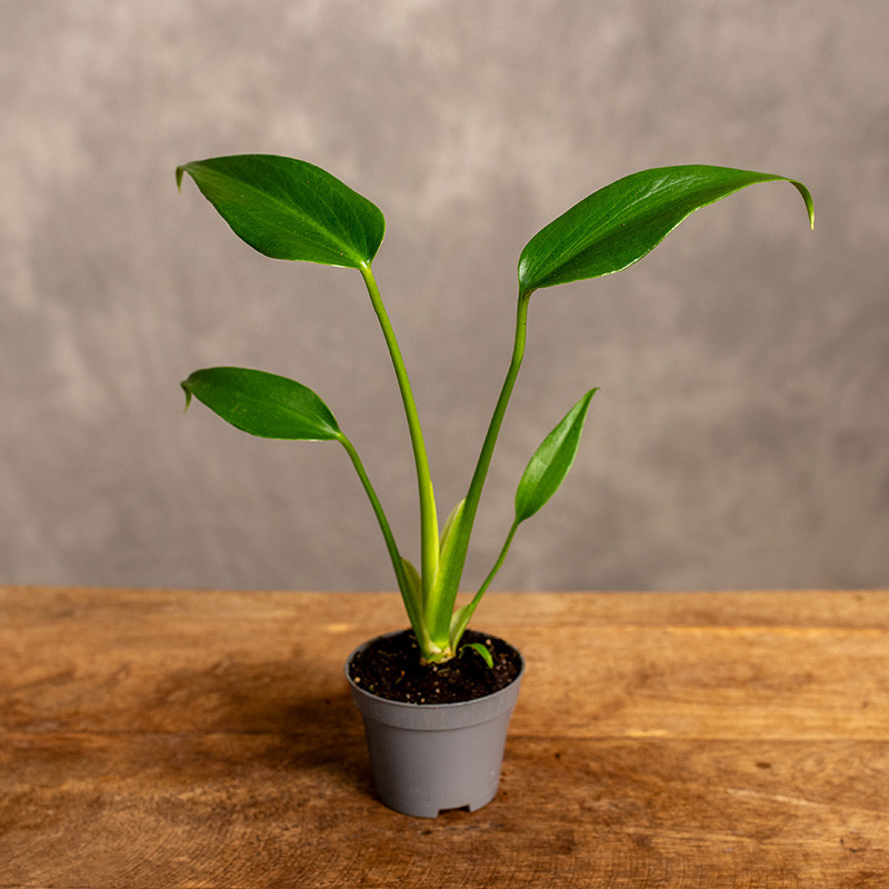 Monstera 'Burle Marx Flame'...
