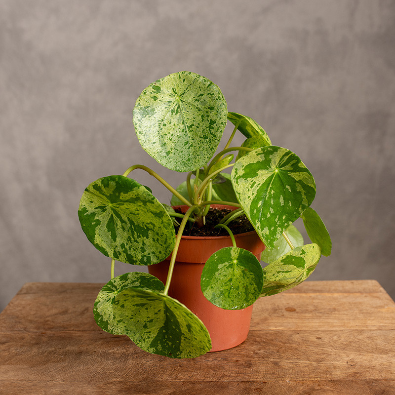 Pilea 'Mojito'