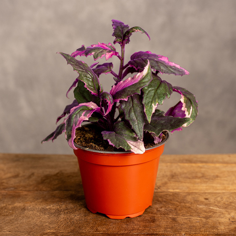 Ginura pomarańczowa...