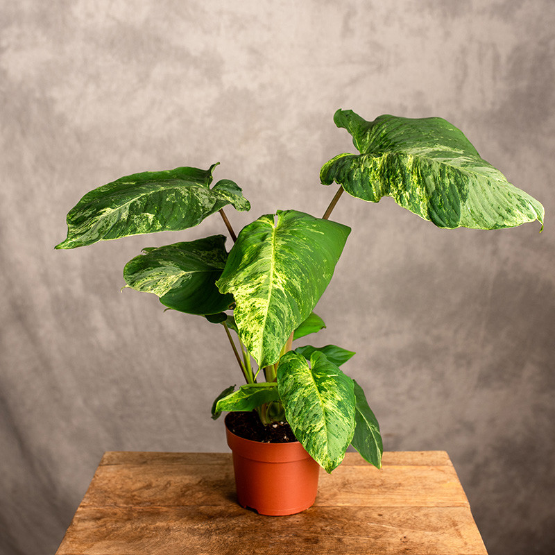 Homalomena ‘White Marble...