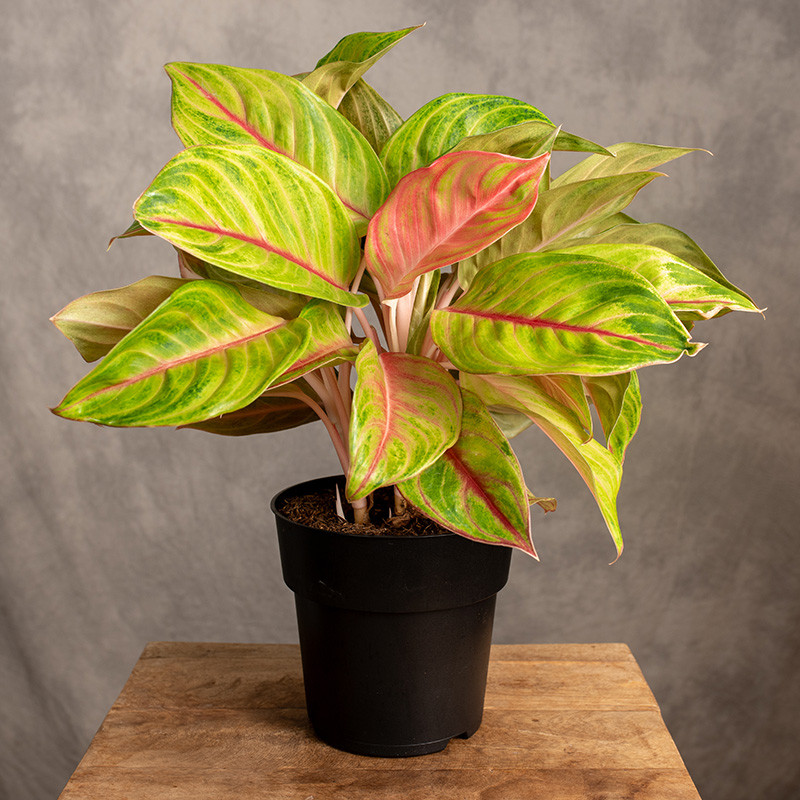 Aglonema 'Pink Parakeet'