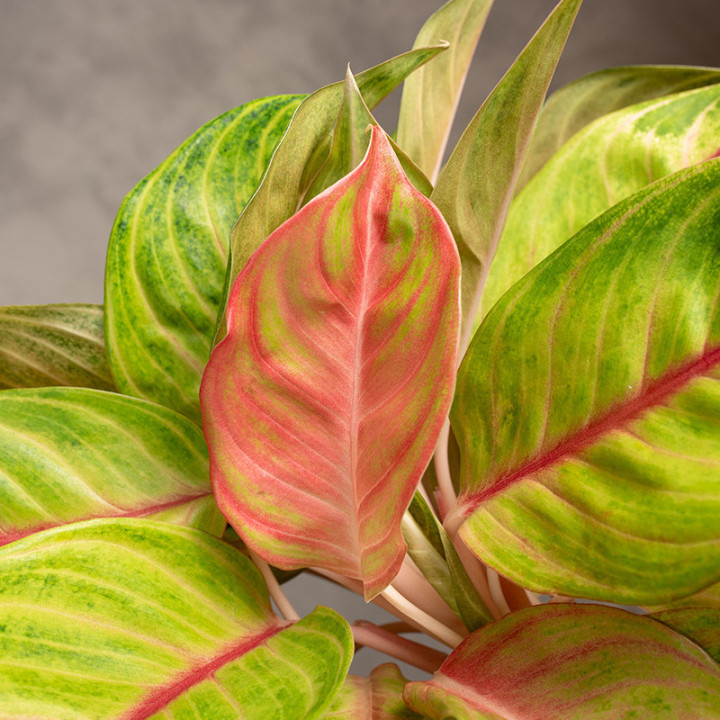 Aglonema 'Pink Parakeet' | Tomaszewski