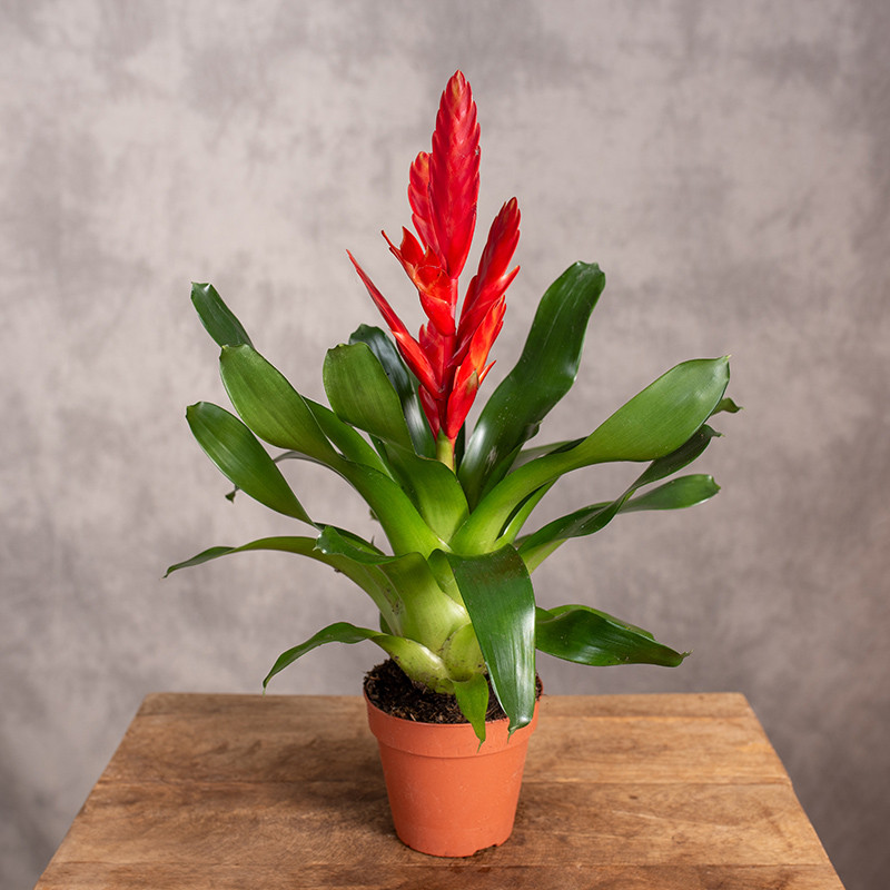 Frizea 'Twinkle'