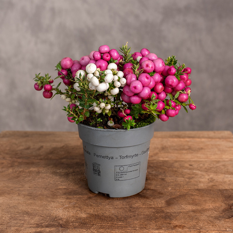 Golteria chilijska | Duo