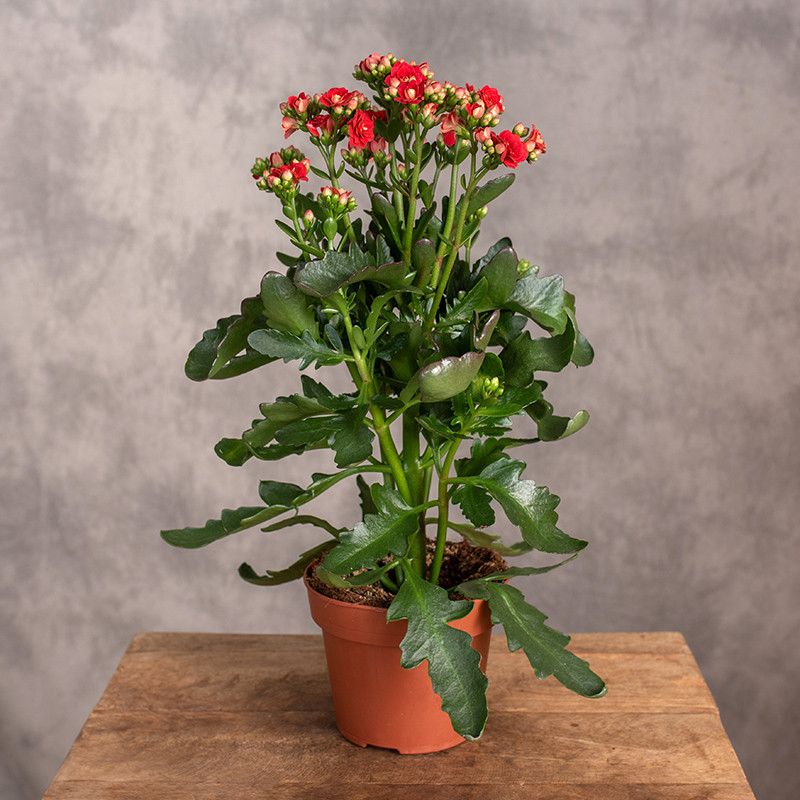 Kalanchoe 'Sunny Red'