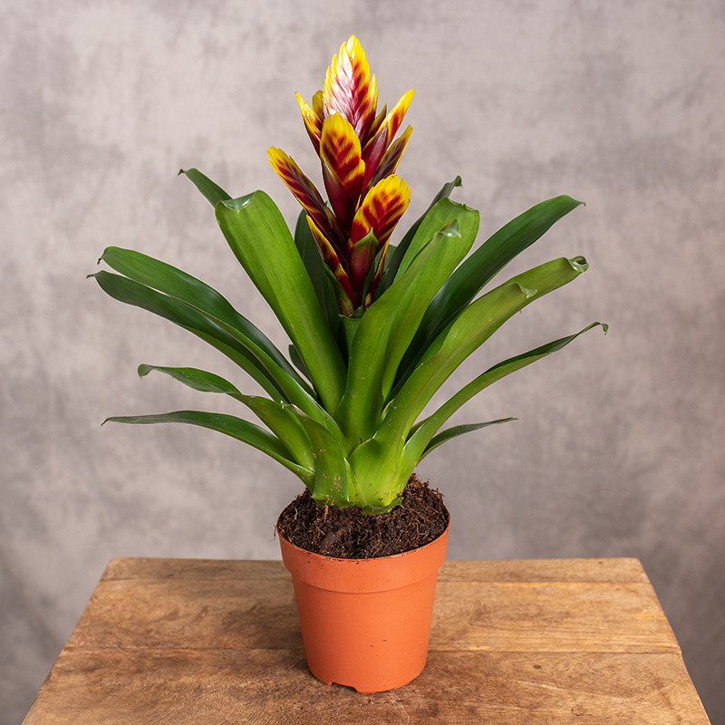 Frizea 'Intenso Purple Flame'