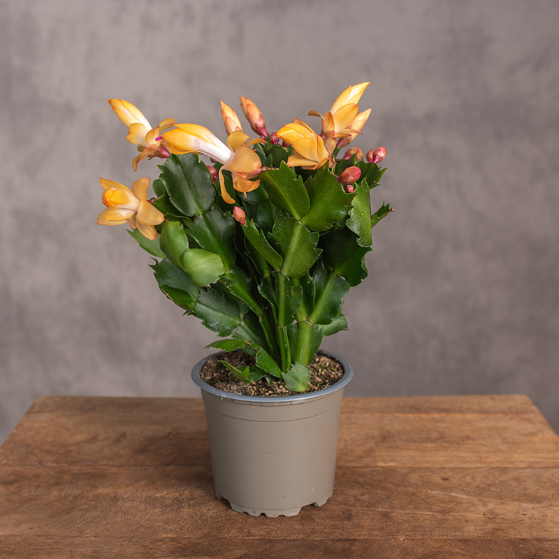 Szlumbergera | Miodowa