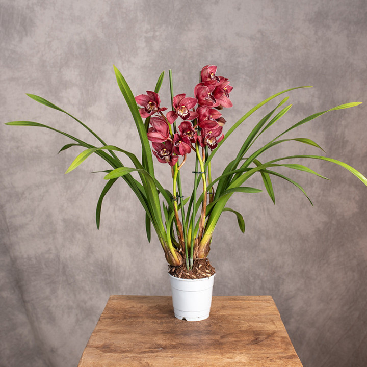 Storczyk Cymbidium 'Red Beauty Roy' | Tomaszewski