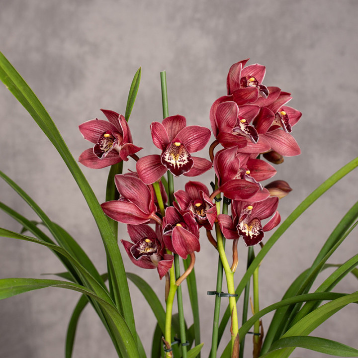 Storczyk Cymbidium 'Red Beauty Roy' | Tomaszewski