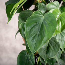Filodendron pnący | Tomaszewski