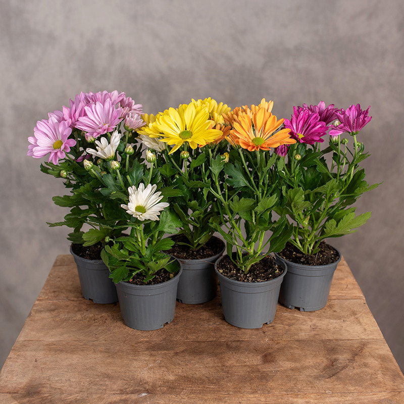 Złocień | MIX kolorów