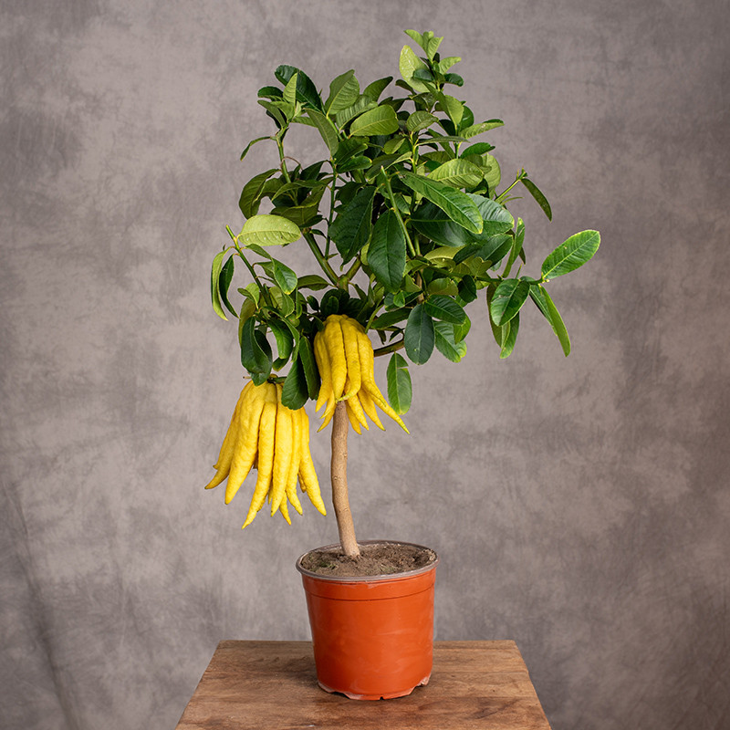 Cytrus | Ręka Buddy