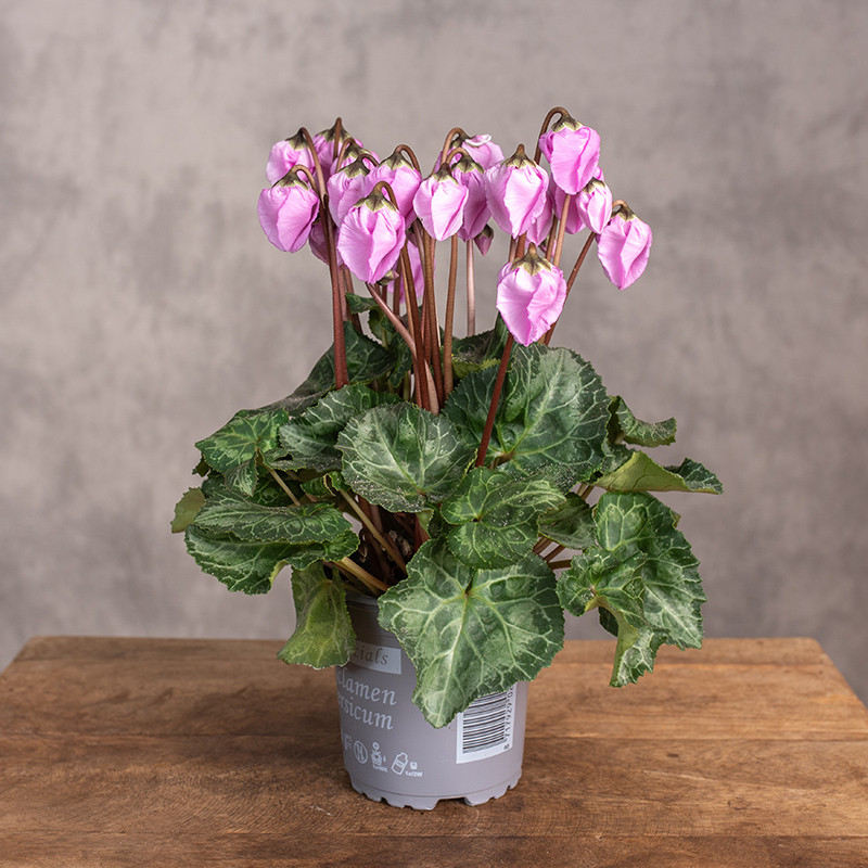 Cyklamen perski 'Windbell'