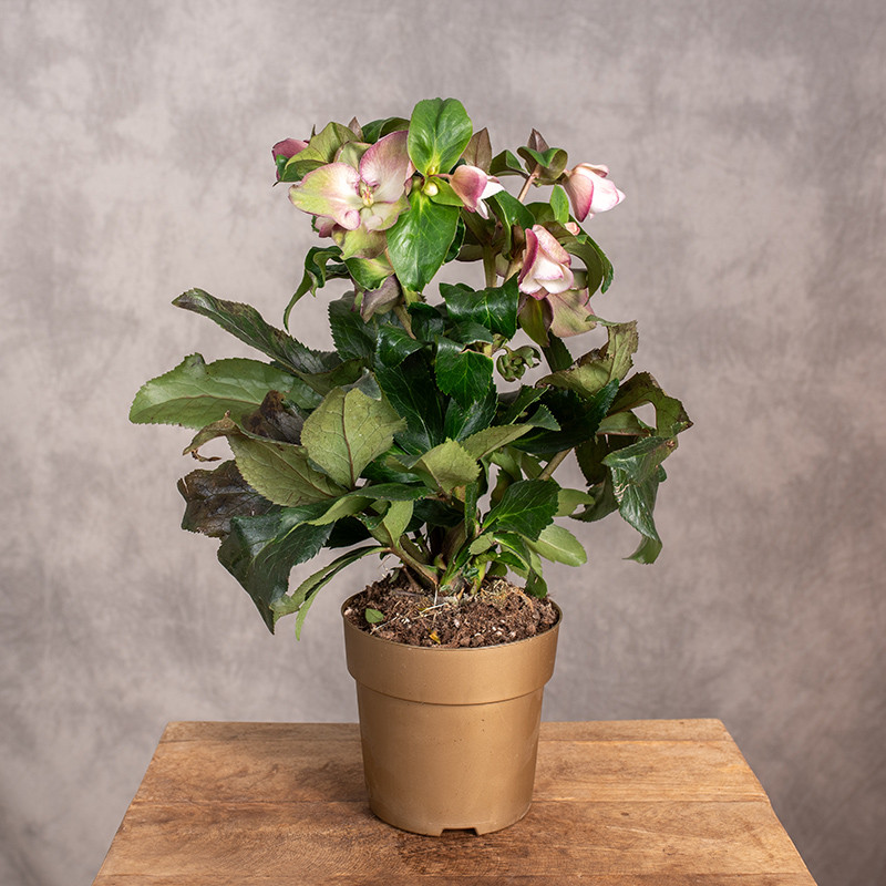 Ciemiernik Ice N' Roses...