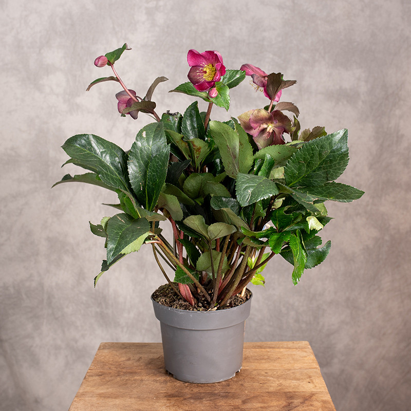 Ciemiernik ‘Winter Sparkle...