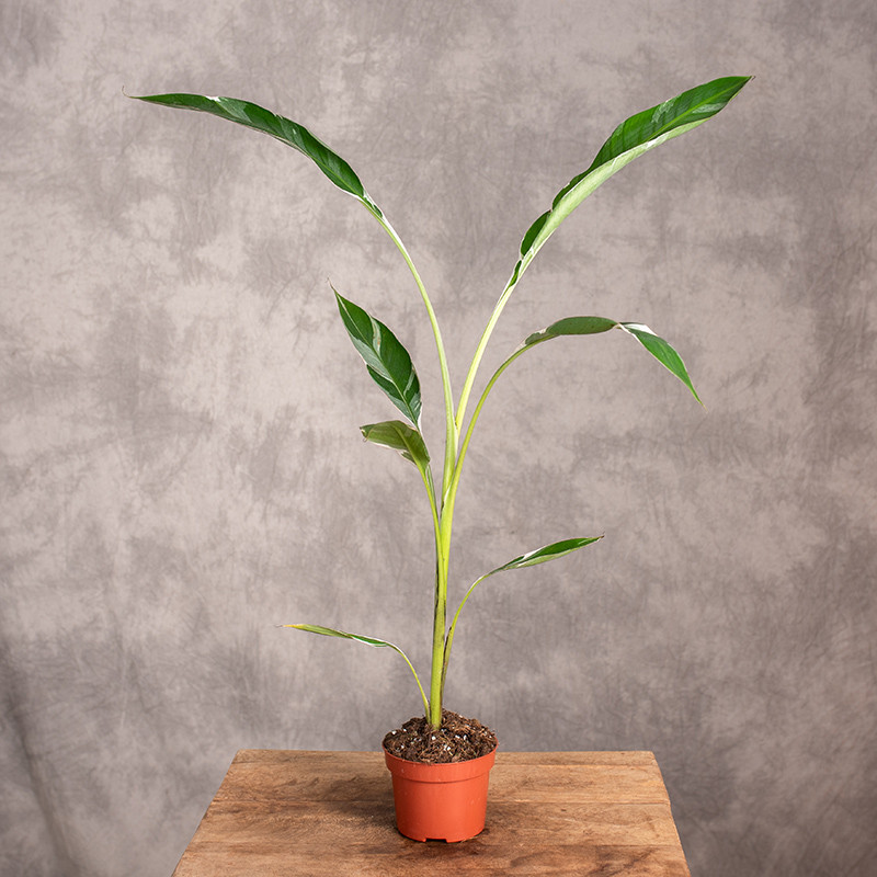 Bananowiec 'Florida...