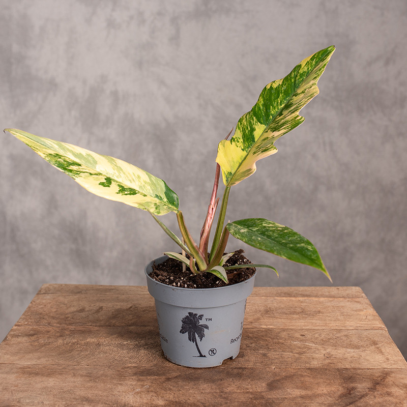 Filodendron 'Caramel Marble'