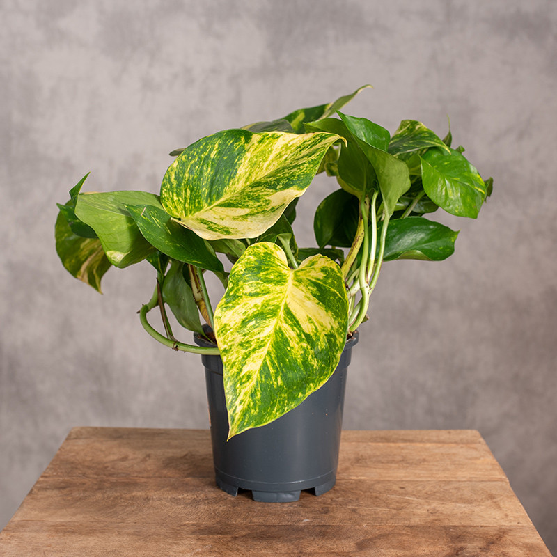 Epipremnum złociste