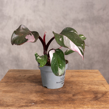 Filodendron 'Pink Princess Marble' | Maly