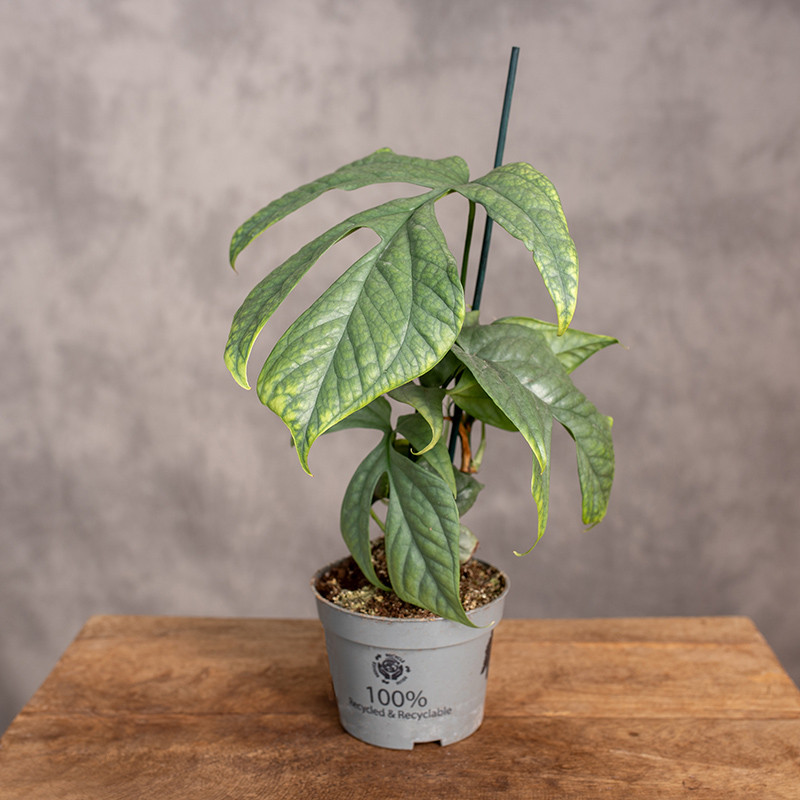 Monstera Amydrium ‘Medium...