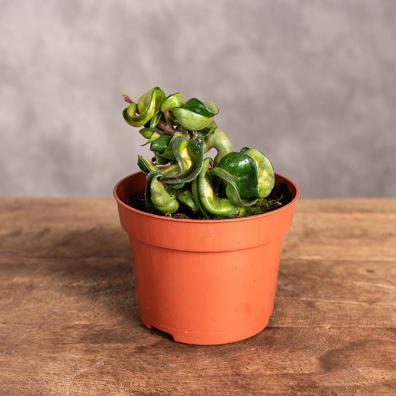 Hoja compacta 'Mauna Loa'