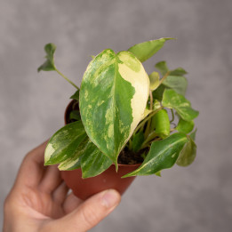Filodendron 'Burle Marx Variegata' | Tomaszewski