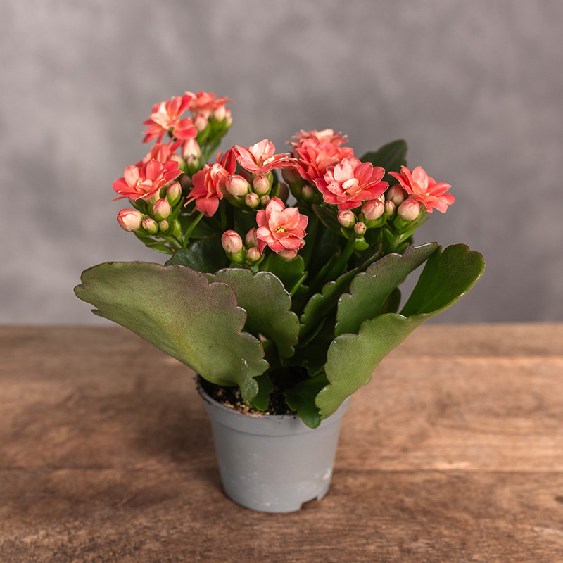 Kalanchoe Koralowe | Mini