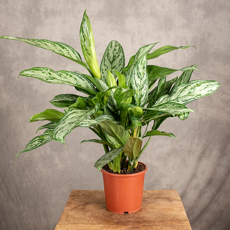Aglaonema 'Silver Queen'