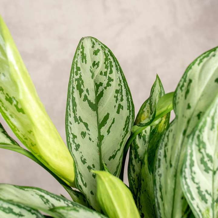 Aglaonema 'Silver Queen' | Tomaszewski