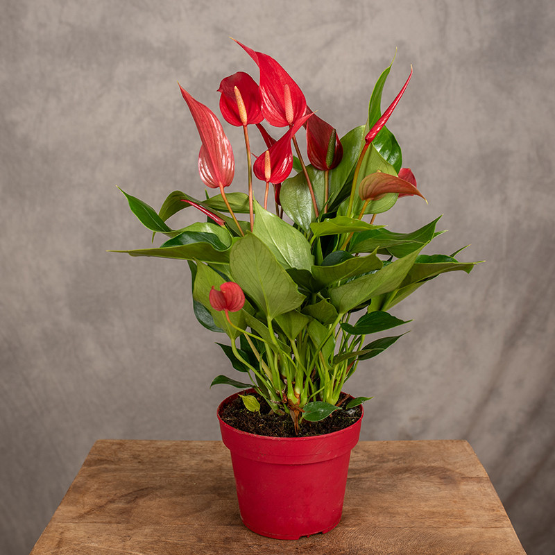 Anturium 'Banderola Roja' |...