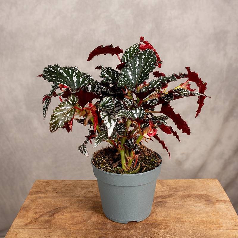 Begonia maculata 'Spotlight...