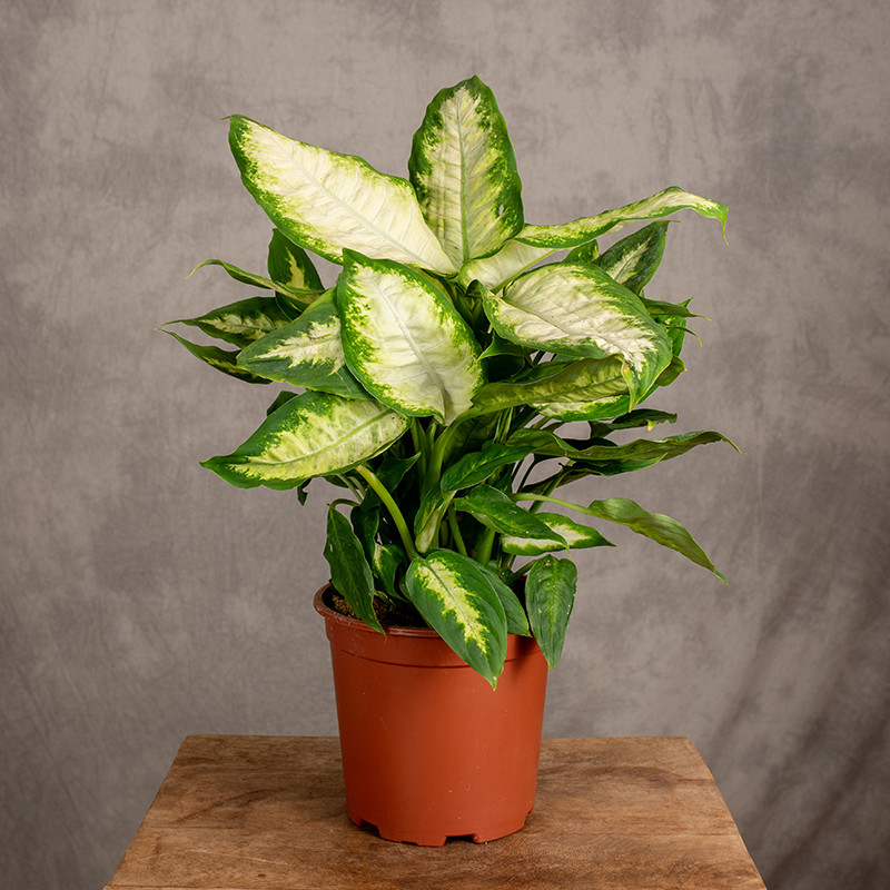 Difenbachia 'Camilla' | Duża