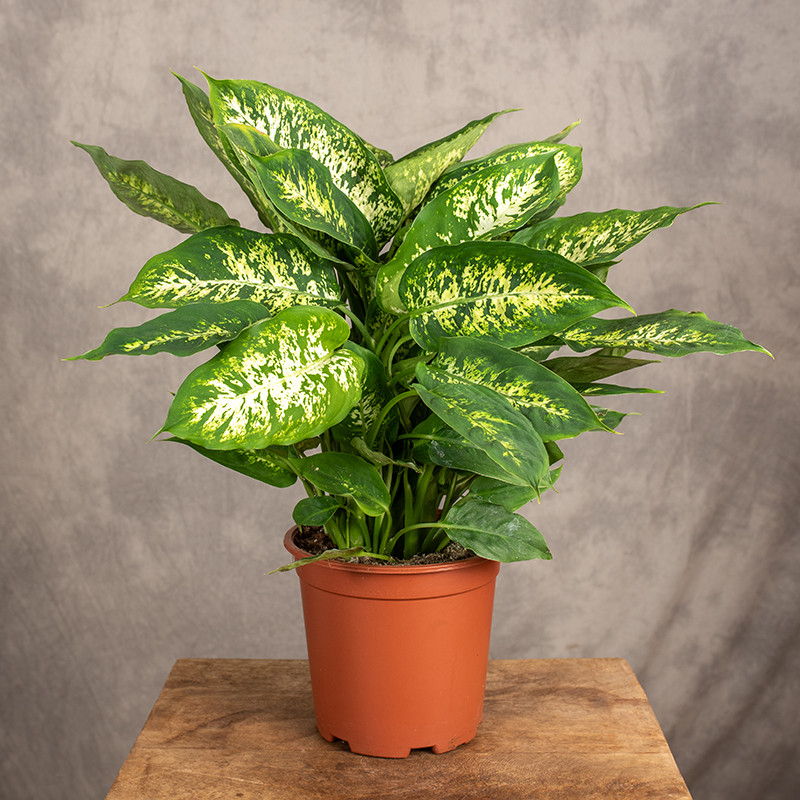 Difenbachia 'Compacta' | Duża