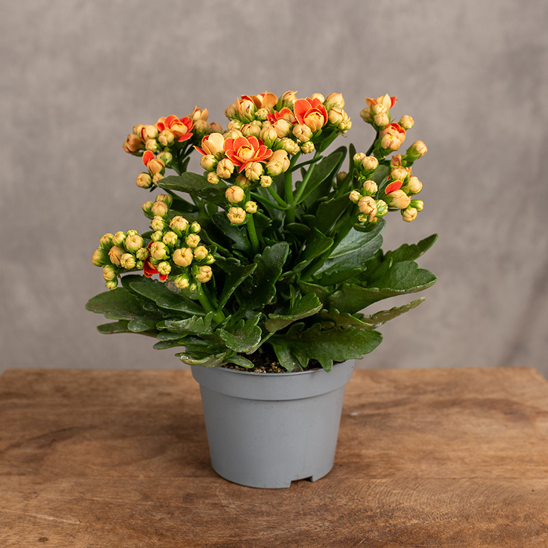 Kalanchoe pomarańczowe | Małe