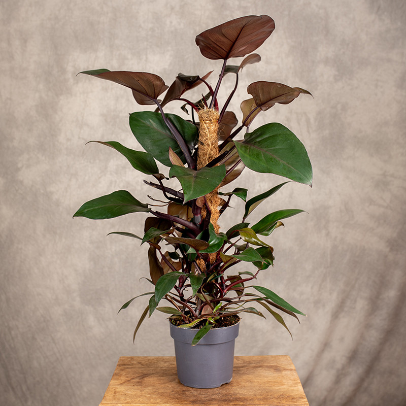 Filodendron 'New Red' | Na...