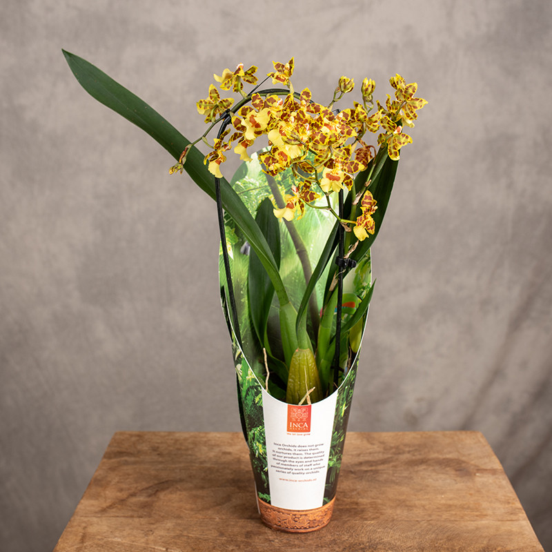 Storczyk Colmanara 'Pacific...