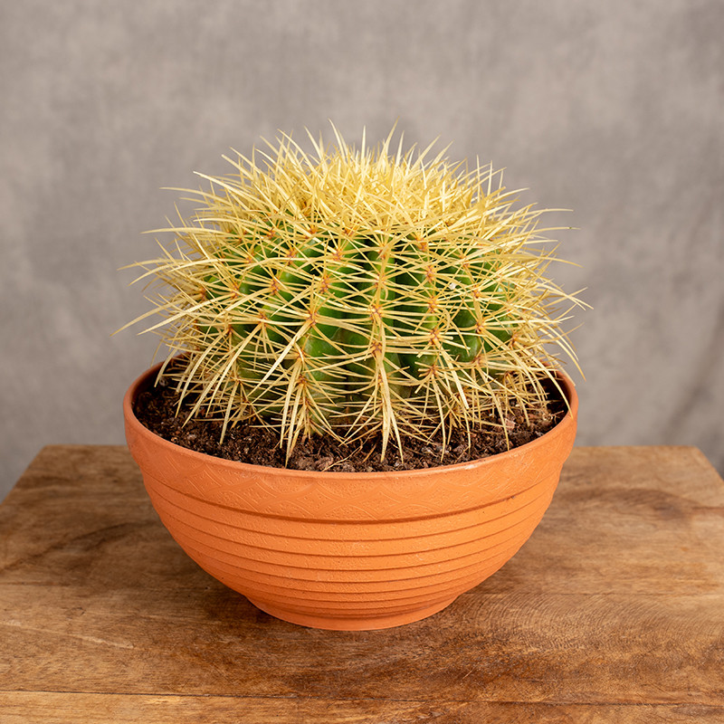 Kaktus - Fotel Teściowej |...