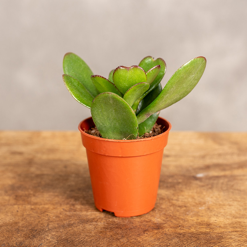 Drzewko szczęścia | Mini