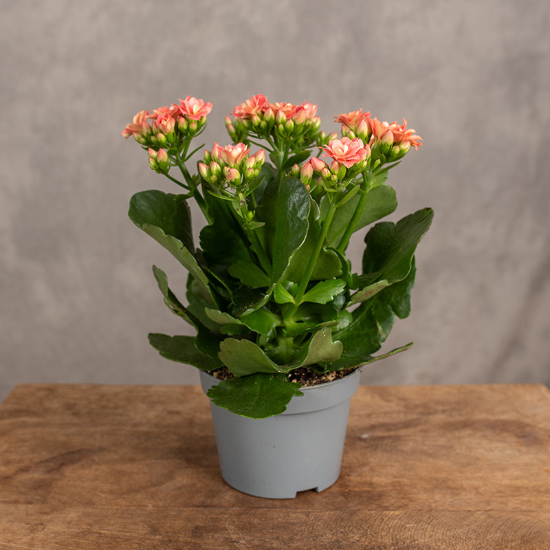Kalanchoe Koralowe | Małe